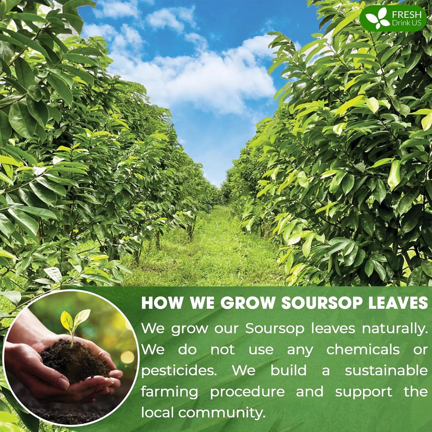 55+ Premium Soursop Graviola Dried Leaves, 55-60 Natural Leaves, Whole Soursop Leaves, Wildcrafted, Graviola, Soursop, Hoja Guanabana, Soursop Loose Leaf Herbal Tea, No Gluten, Vegan