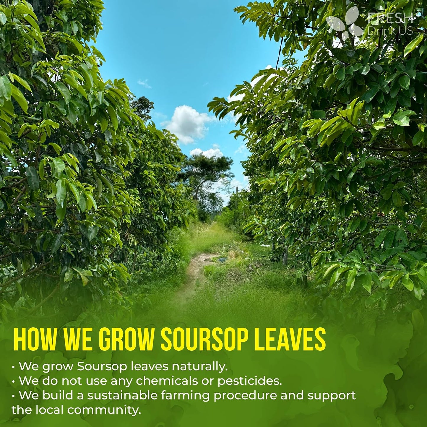 , Premium 75 Soursop Graviola Leaf Tea Bags, 100% Natural and Pure from Soursop Leaves, Handmade, Made with Natural Materials-Corn Fiber Tea Bag, Sugar/ Caffeine/ Gluten Free, Hoja Guanabana Tea