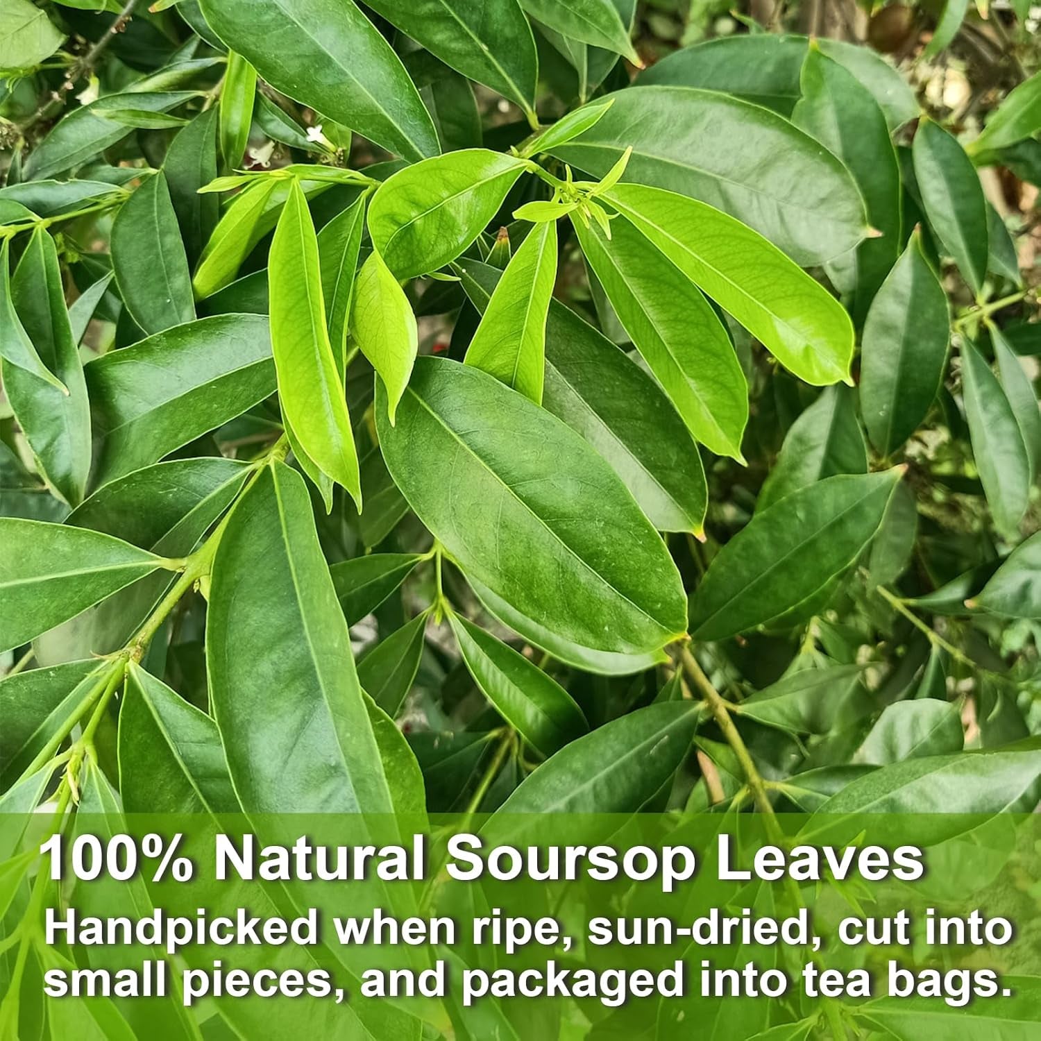 - Soursop Leaves Tea Bags, 40 Teabags - Premium Soursop Graviola Leaves - Hojas De Guanabana Tea - Non-Gmo - Caffeine-Free - Improve Digestion, Support Healthy Skin & Sleep