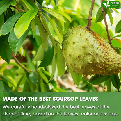 55+ Premium Soursop Graviola Dried Leaves, 55-60 Natural Leaves, Whole Soursop Leaves, Wildcrafted, Graviola, Soursop, Hoja Guanabana, Soursop Loose Leaf Herbal Tea, No Gluten, Vegan