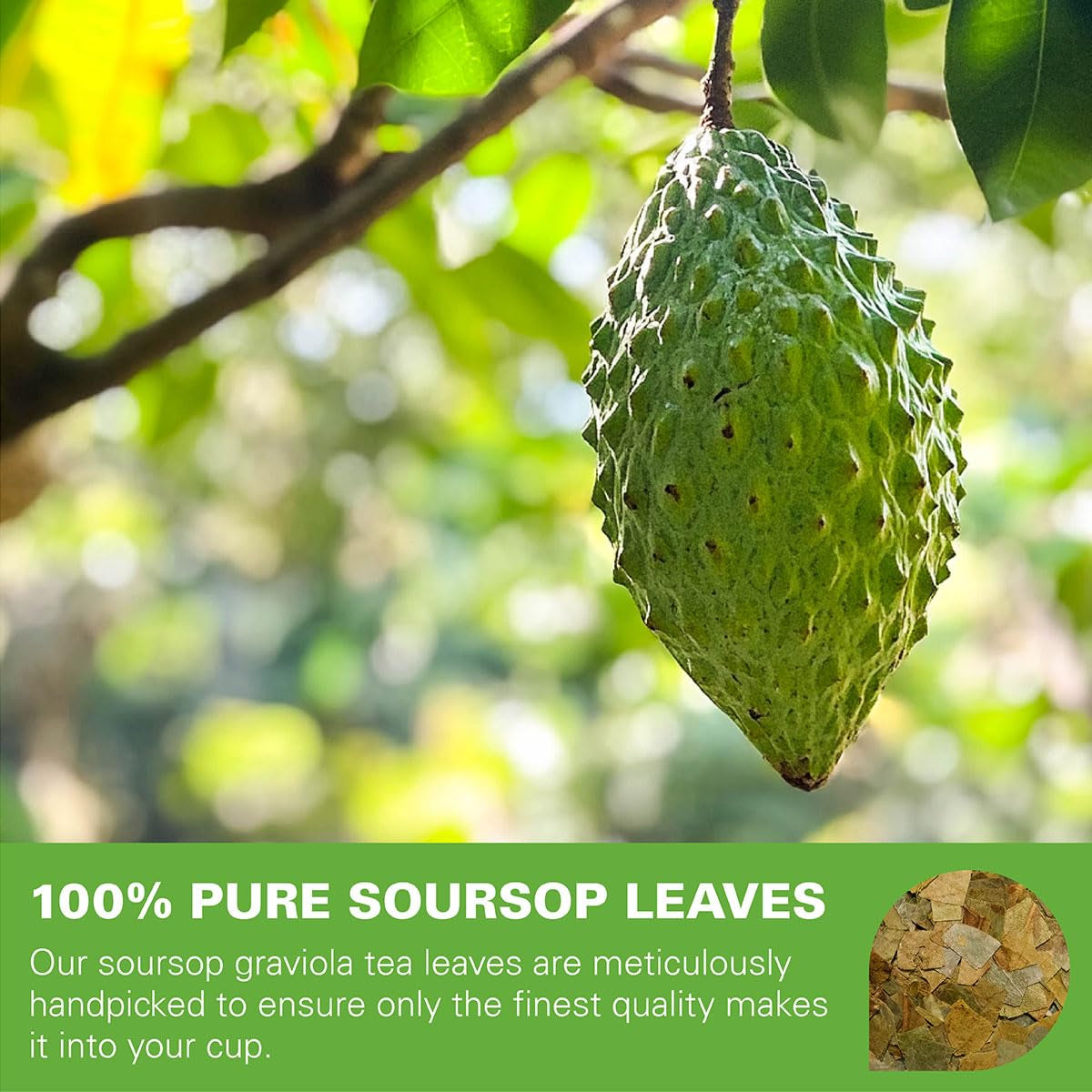 Soursop Leaves Tea Bags 50 Count, Made with 100% Pure Soursop Graviola/Guanabana Leaves, Natural Caffeine-Free Herbal Tea, Corn Fiber Tea Bags
